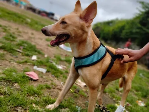 Help Chameli The Fighter Girl Get A Home !!!