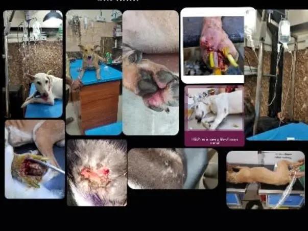 Help Me In Saving Life Of The Stray Animals