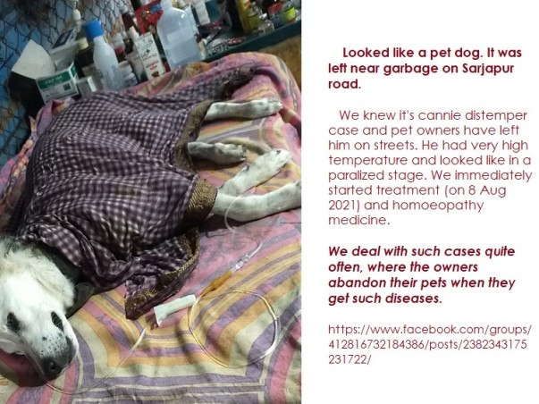 Sponsor Food, Medication & Shelter for 300+ Abandoned & Sick Dogs