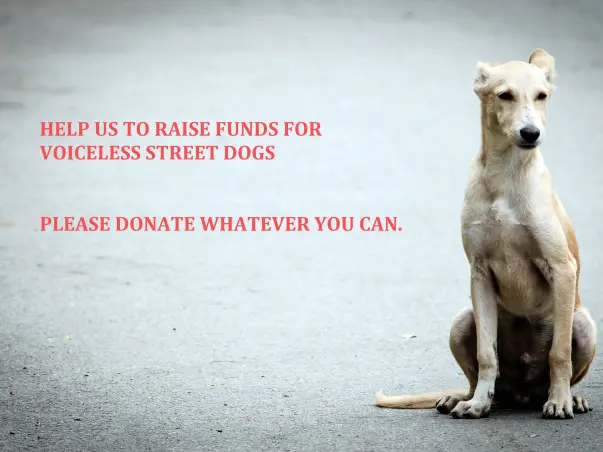 Support For Provide Shelter For Stray Dogs