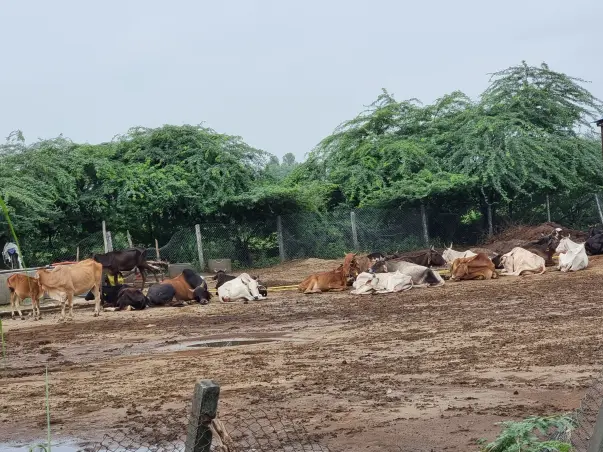 Support Us To Run Our Cow Shelter