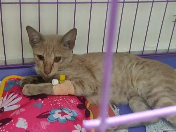 Help A Rescue Kitten To Recover From Injury, Dehydration and Anemia.
