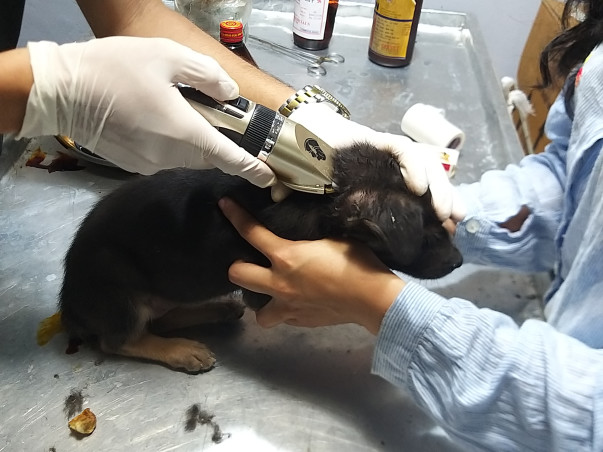Rescued Dogs And Cats From Mizoram Are Seeking For Your Help !!