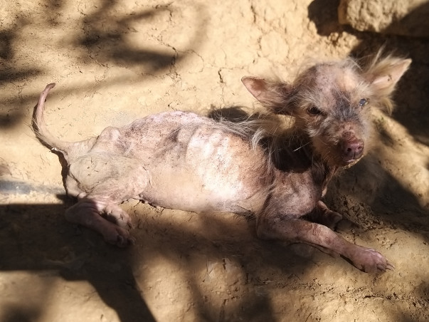 Rescued Dogs And Cats From Mizoram Are Seeking For Your Help !!