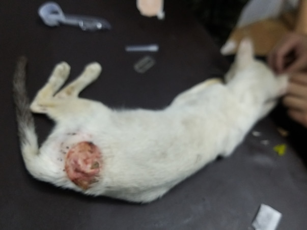 Rescued Dogs And Cats From Mizoram Are Seeking For Your Help !!