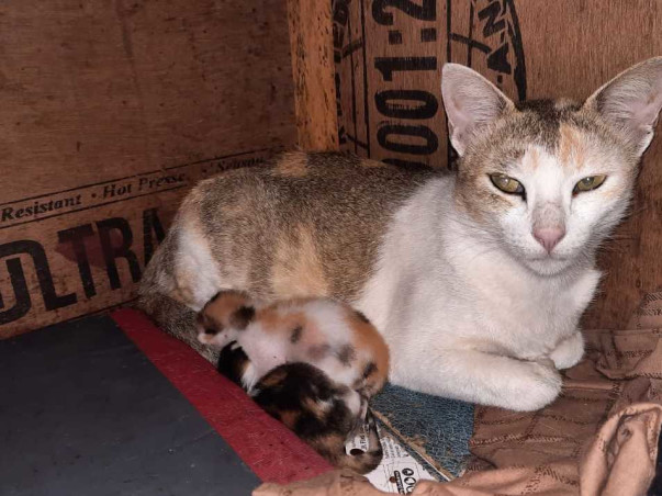 Rescued Dogs And Cats From Mizoram Are Seeking For Your Help !!