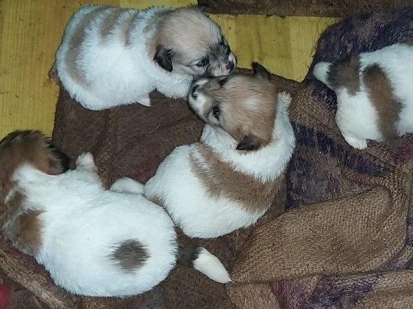 Rescued Dogs And Cats From Mizoram Are Seeking For Your Help !!
