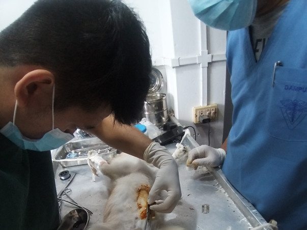 Rescued Dogs And Cats From Mizoram Are Seeking For Your Help !!