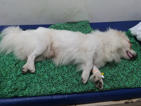 Rescued Dogs And Cats From Mizoram Are Seeking For Your Help !!