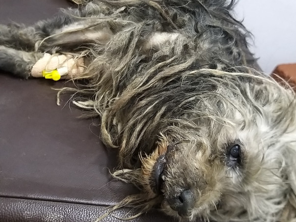 Rescued Dogs And Cats From Mizoram Are Seeking For Your Help !!