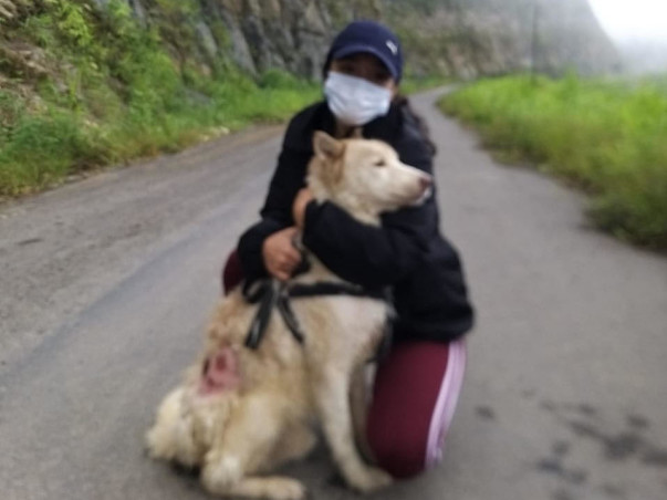 Rescued Dogs And Cats From Mizoram Are Seeking For Your Help !!