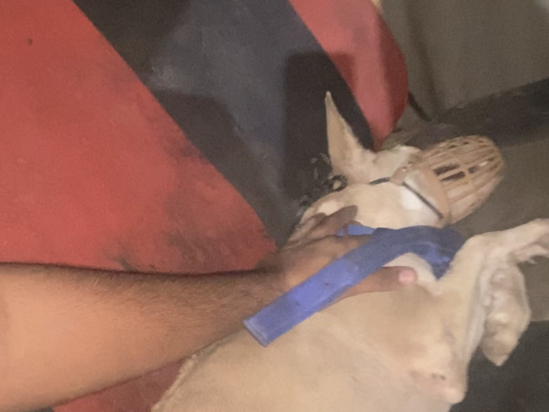 Animal lives priority