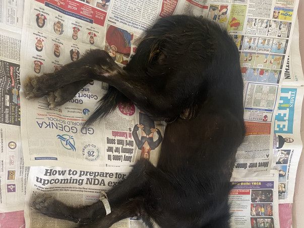 Animal lives priority