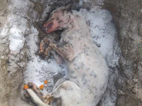 Animal lives priority