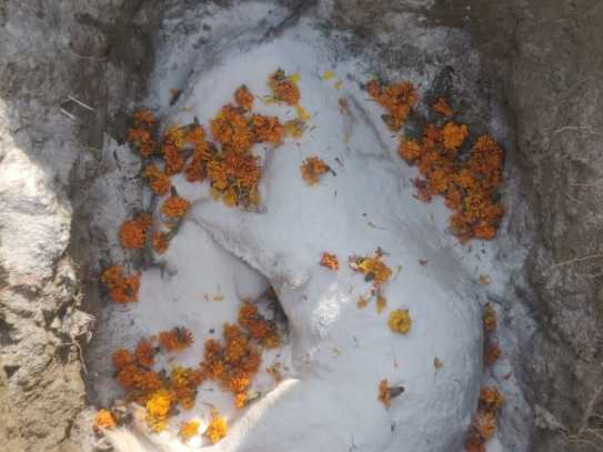 Animal lives priority