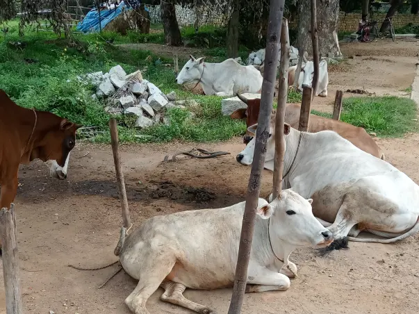 Support For Gomaata.