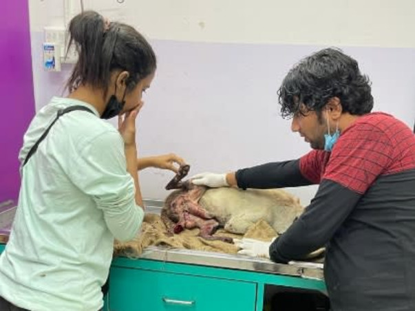 Aman's Animal Rehabilitation Foundation