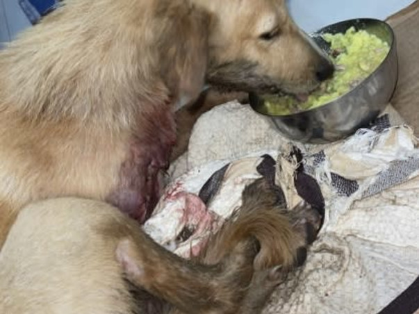 Aman's Animal Rehabilitation Foundation