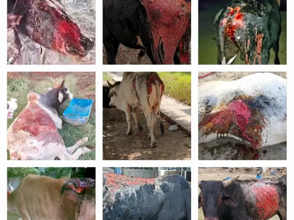 Help in Treatment of Acid attacked Gaumata and Nandi baba