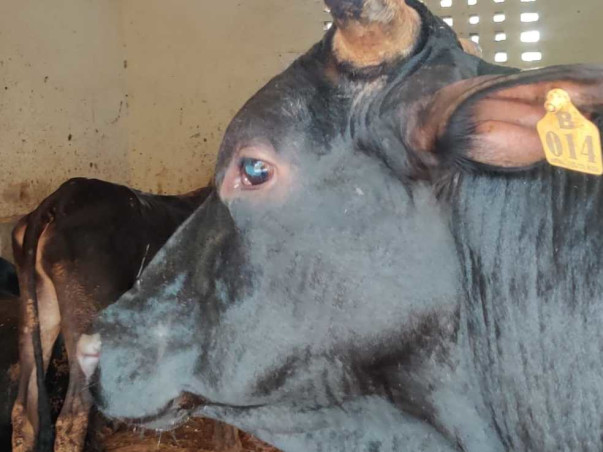 Help Us Save These Helpless Blind Cows