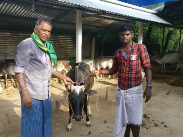Help to Save Umblachery Breed