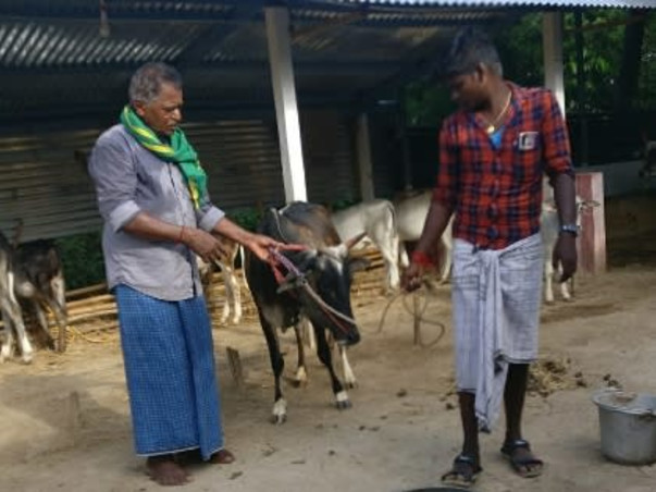 Help to Save Umblachery Breed