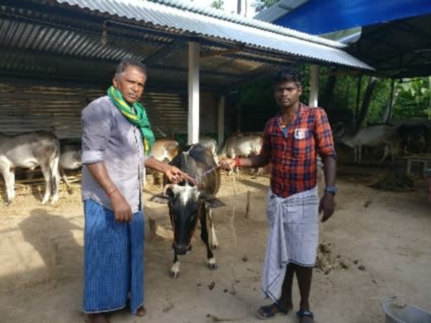 Help to Save Umblachery Breed