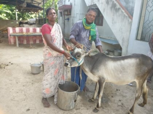 Help to Save Umblachery Breed