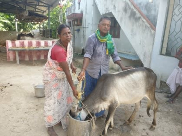 Help to Save Umblachery Breed
