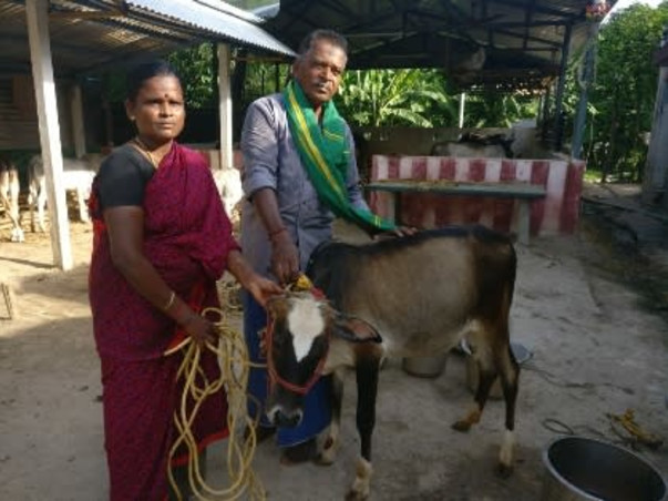 Help to Save Umblachery Breed
