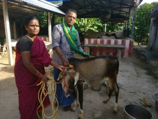 Help to Save Umblachery Breed