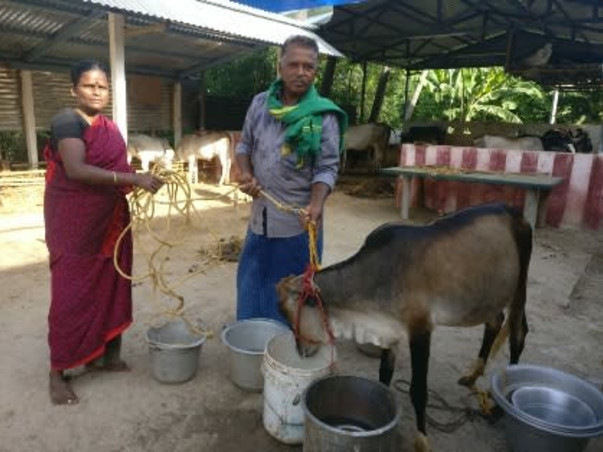 Help to Save Umblachery Breed