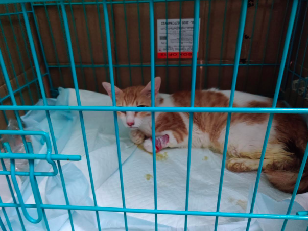 Kittens are struggling with FPV(Feline Parvo virus), Need help