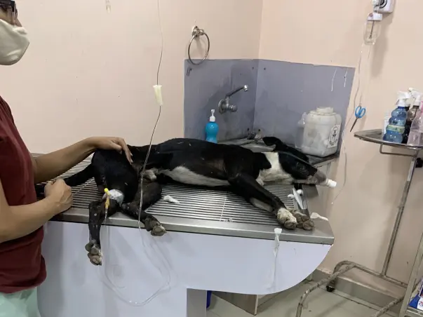 Help Koyel take care of street animals