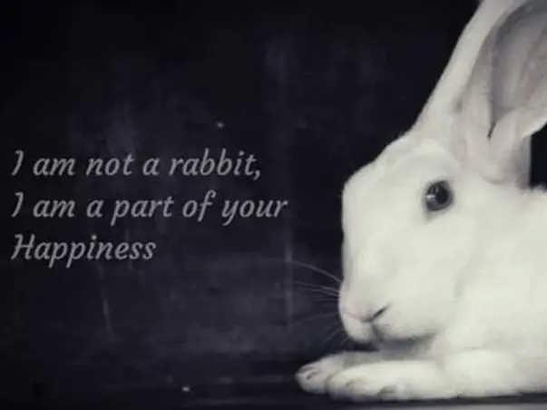 Help abandoned bunnies to get new spaces to live freely
