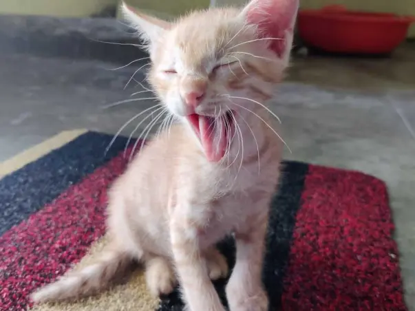 Help Rainbow Animal Aid feed 400+ hungry animals in Diu