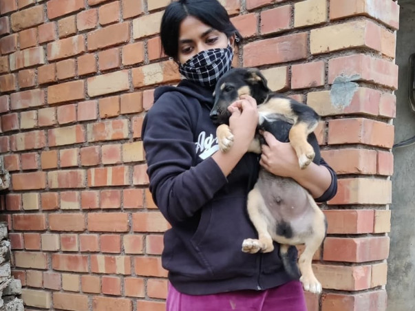 Please help in raising funds for hungry and ailing dogs of Faridabad.