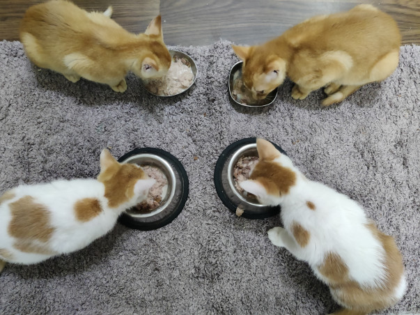 Please help in raising funds for hungry and ailing dogs of Faridabad.