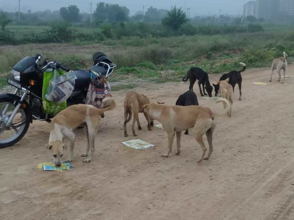 Please help in raising funds for hungry and ailing dogs of Faridabad.