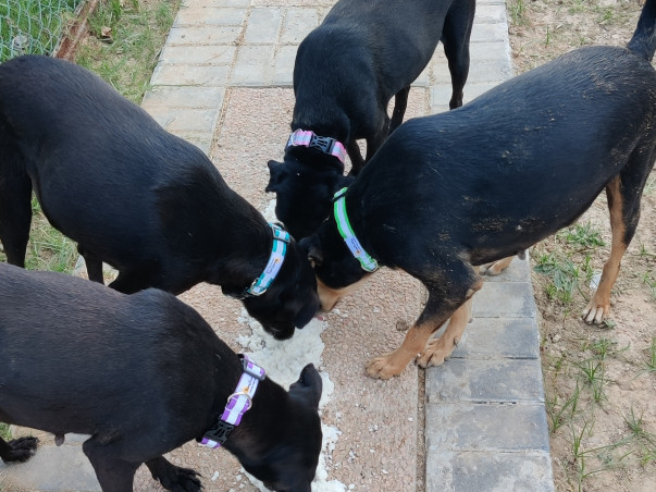 Please help in raising funds for hungry and ailing dogs of Faridabad.