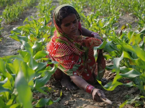 Help rural women's livelihood.