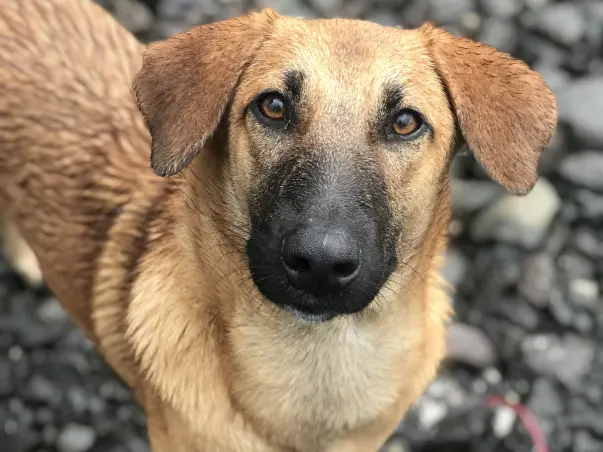 To stop the charity from drowning in dept - @strays_of_panvel