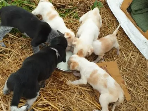 Support Us To Help Stray Animals In Our Neighborhood