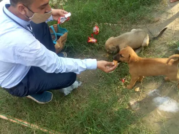 Help Us In Feeding Stray Animals