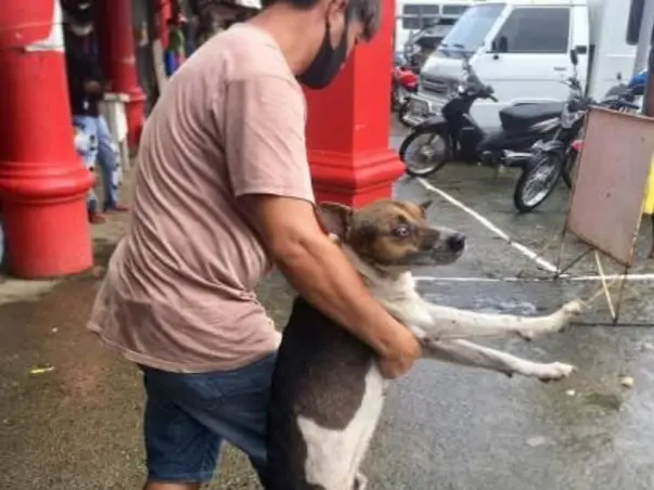 Need Funds To Feed Stray Animals