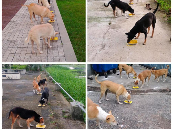 Help Our Furry Friends - IIM Calcutta