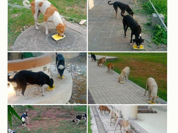 Help Our Furry Friends - IIM Calcutta