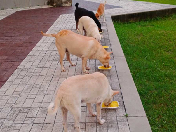 Help Our Furry Friends - IIM Calcutta