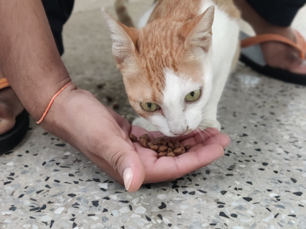Help Our Furry Friends - IIM Calcutta