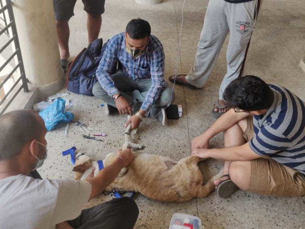 Help Our Furry Friends - IIM Calcutta